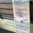 9 800.-ft * Fali Üvegpolcos Elem Alamo
￼
tölgyfa színű Üveg, faalapú anyag
( 38szél 20mély 110mag ) 251202_008